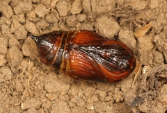 Calliteara pudibunda