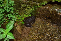 Quasipaa jiulongensis