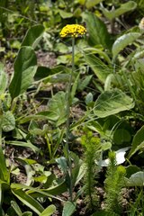 Helichrysum allioides