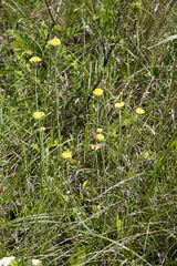 Helichrysum mixtum