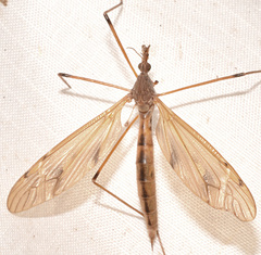 Tipula ultima