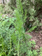 Foeniculum vulgare