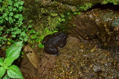 Quasipaa jiulongensis