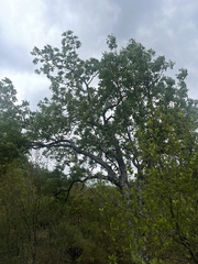 Sclerocarya birrea caffra