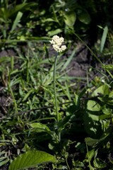 Helichrysum pallidum