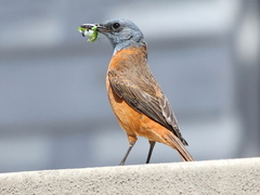 Monticola rupestris