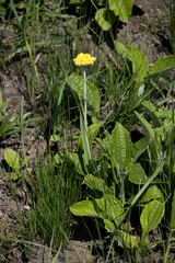 Helichrysum pallidum