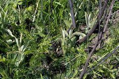 Helichrysum pannosum