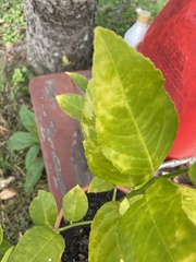 Citrus × aurantiifolia