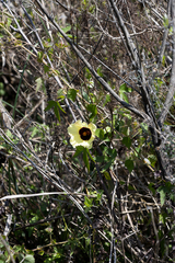 Hibiscus surattensis