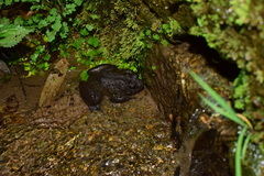 Quasipaa jiulongensis