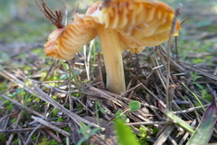 Omphalotus olearius