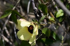 Hibiscus surattensis