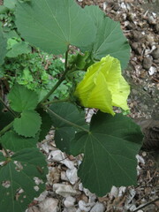 Hibiscus calyphyllus