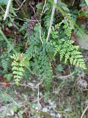 Asplenium adiantum-nigrum