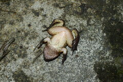 Quasipaa jiulongensis