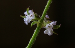 Salvia runcinata