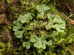 Riccia glauca