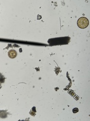 Coscinodiscophycidae