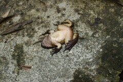 Quasipaa jiulongensis