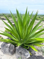 Furcraea