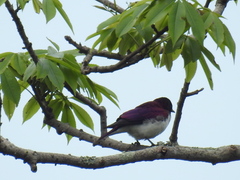 Cinnyricinclus leucogaster
