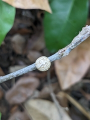 Allokermes cueroensis