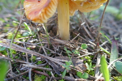 Omphalotus olearius