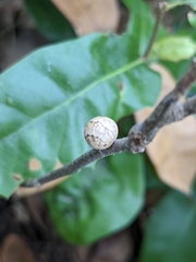 Allokermes cueroensis