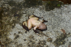 Quasipaa jiulongensis