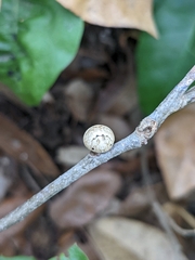 Allokermes cueroensis