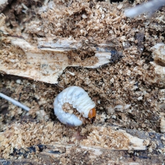 Serrognathus titanus platymelus
