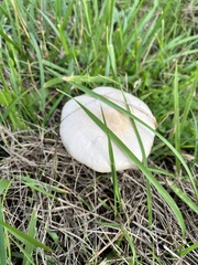 Volvopluteus gloiocephalus