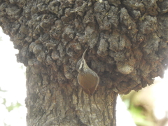 Lepidocolaptes angustirostris