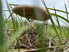 Volvopluteus gloiocephalus