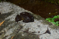 Quasipaa jiulongensis