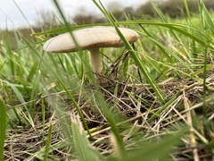 Volvopluteus gloiocephalus
