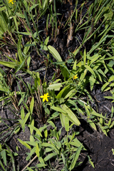 Hypoxis angustifolia