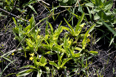 Hypoxis angustifolia
