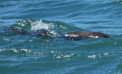 Arctocephalus pusillus pusillus