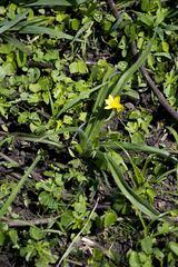 Hypoxis hemerocallidea