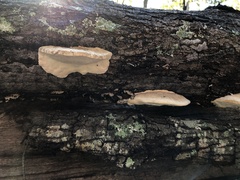 Trametes lactinea