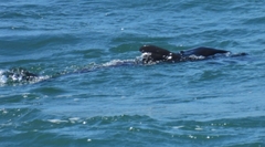 Arctocephalus pusillus pusillus