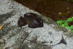 Quasipaa jiulongensis