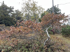 Quercus × rehderi