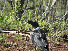 Corvus albicollis