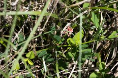 Indigofera hendecaphylla