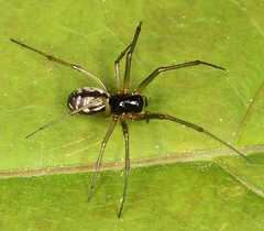 Microlinyphia pusilla