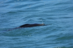 Arctocephalus pusillus pusillus