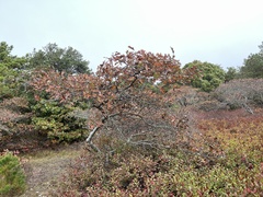 Quercus × rehderi